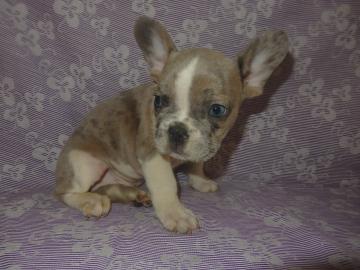 Franz�sische Bulldogge Bluemerle R�de