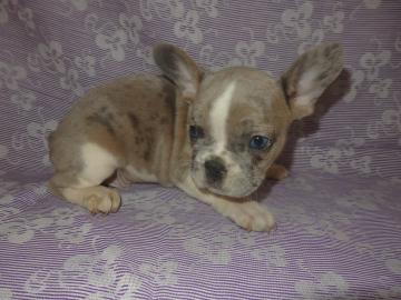 Franz�sische Bulldogge Bluemerle R�de