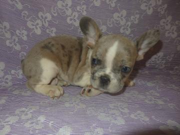 Franz�sische Bulldogge Bluemerle R�de