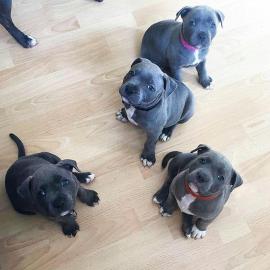 Blueline AmStaff/ Pitbull Terrier*