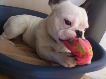 Deckr�de - Franz�sische Bulldogge - K�rn