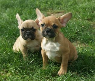 Franz�sische Bulldogge Welpen f�r Ihre W