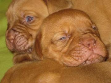 Bordeaux Doggen Welpen