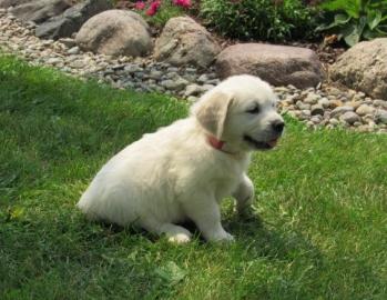 M?nnliche und weibliche Golden Retriever
