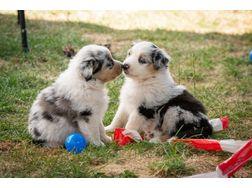 Australian Shepherd Welpen mit ASCA-Regi