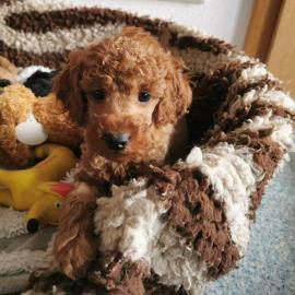 s??e Kuschelpudelwelpen