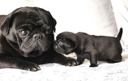 2 super s��e schwarze Mops welpen