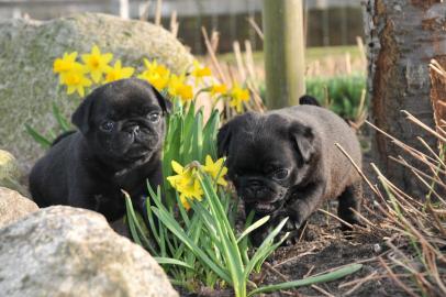 2 super s��e schwarze Mops welpen