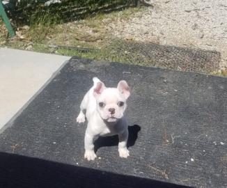 Franz�siche Bulldoggen welpen dvgdgg