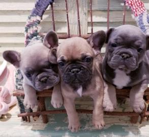 Franz�siche Bulldoggen welpen dvgdgg