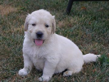 Golden retriever welpen