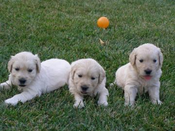 Golden retriever welpen