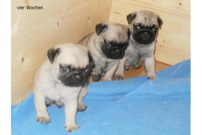 Noch zwei s��e Mops Welpen suchen ab  ei