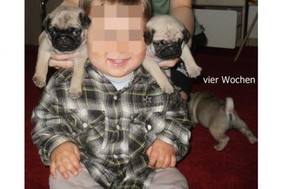 Noch zwei s��e Mops Welpen suchen ab  ei