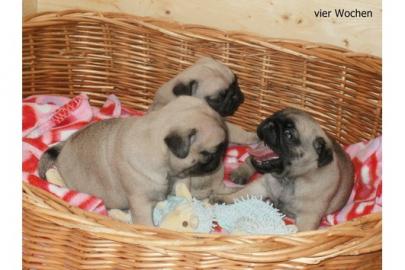 Noch zwei s��e Mops Welpen suchen ab  ei