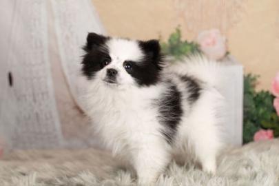 pomsky 2 mini puppies