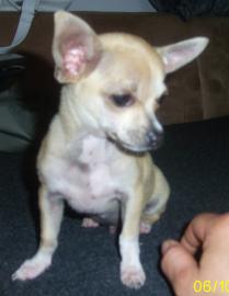 mini chihuahua welpe