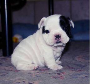 Wundersch�ne Franz�sisch Bulldogge Welpe
