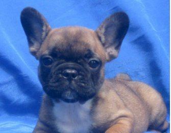 Wundersch�ne Franz�sisch Bulldogge Welpe