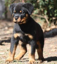 Rottweilerwelpen