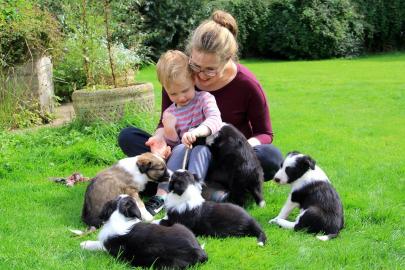 Border Collie Welpen