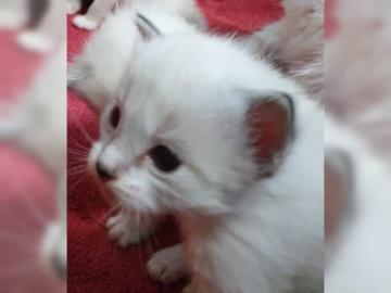 Sie sind da, s��e wundersch�ne Ragdoll-K