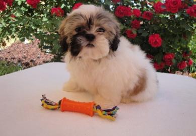Shih tsu puppy voor adoptie
