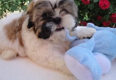 Shih tsu puppy voor adoptie