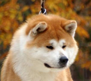 Akita Inu Welpen zu verkaufen