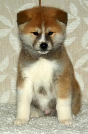 Akita Inu Welpen zu verkaufen
