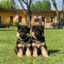 Sch?ner Deutscher Sch?ferhund