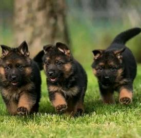 Sch?ner Deutscher Sch?ferhund