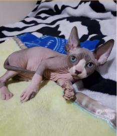 Wundersch�ne Sphynx-K�tzchen, Tica regis