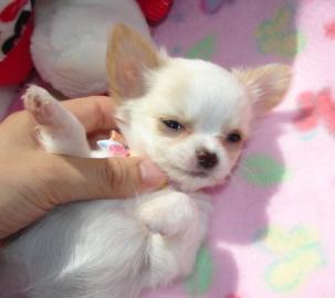 Typvolle Chihuahuawelpe LH und KH