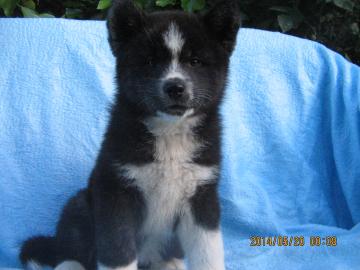 SEHR SCH�NE AKITA INU WELPEN!