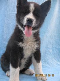 SEHR SCH�NE AKITA INU WELPEN!