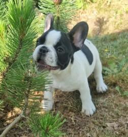 Franz?sische Bulldoggen Welpen