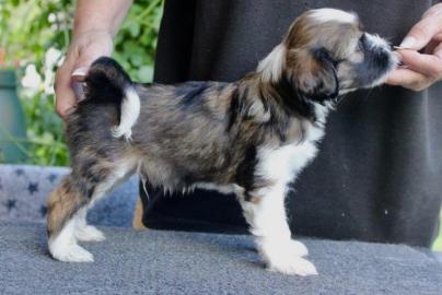 Tibet-Terrier�Welpen FCI, R�den