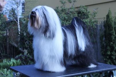 Tibet-Terrier�Welpen FCI, R�den