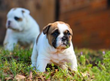Old englisch Bulldog Welpen