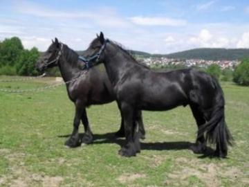 8j�hrige Friesen pferde