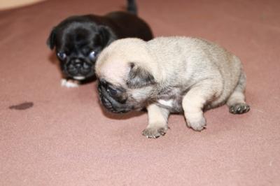 Mops Welpen