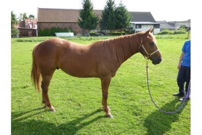 kr�ftiger, kompakter QH Wallach