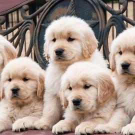 Golden Retriever Welpen