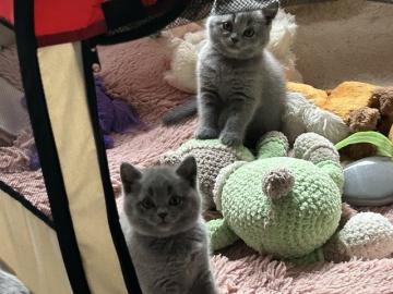 s??e BKH Reinrassige Kitten