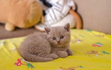 Wundersch?ne Reinrassige BKH Katzen