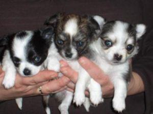 Wundersch�ne Chihuahua Welpen aus seri�s