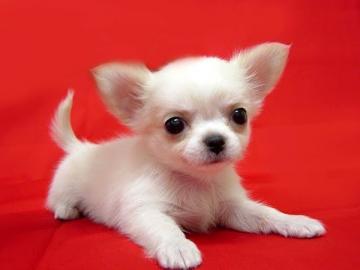Reinrassige Chihuahua-Welpen WhatsApp nu