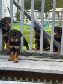 Rottweiler-Welpen f�r ein liebevolles Zu