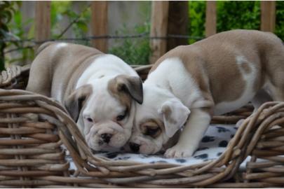 Super s��e English Bulldoggen Welpen abz